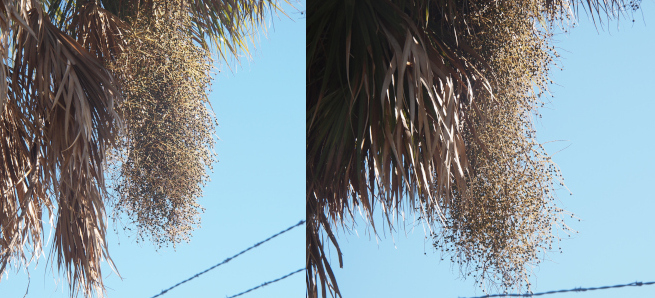 [Two photos spliced together.Both images have palm fronds hanging down and on the outer edge is grouping of light brown berries that are like a cloud hanging down from the tree. The photo on the left is a thicker 